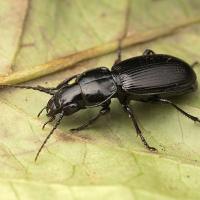 Ground Beetle - Pterostichus madidus 